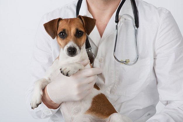 Sniff Out Online Pet Store Deals