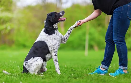 Train Like a Pro: Best Pet Apps