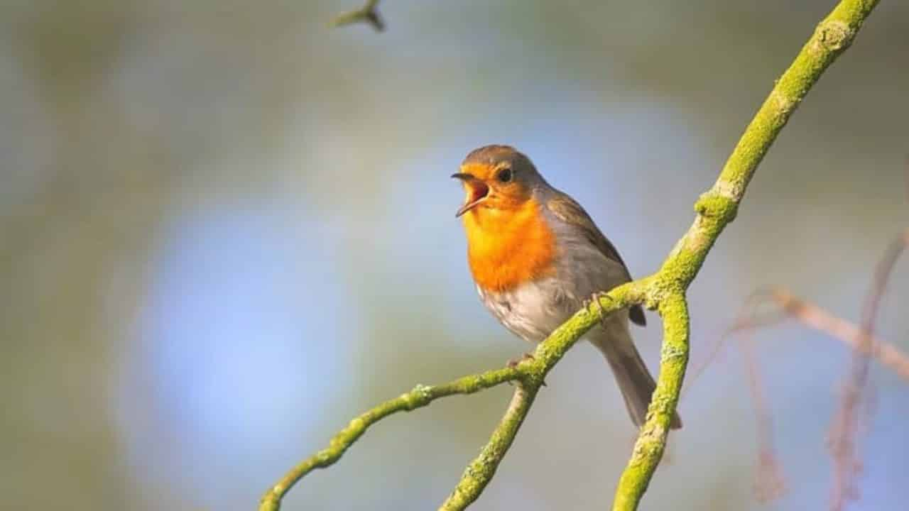 Identify Birds Using Listening Apps